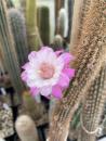 Cleistocactus horstii